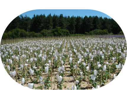 Development of Poppies