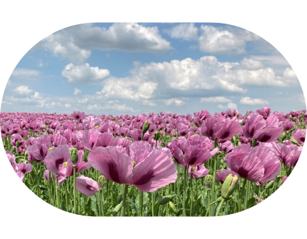 Poppy field